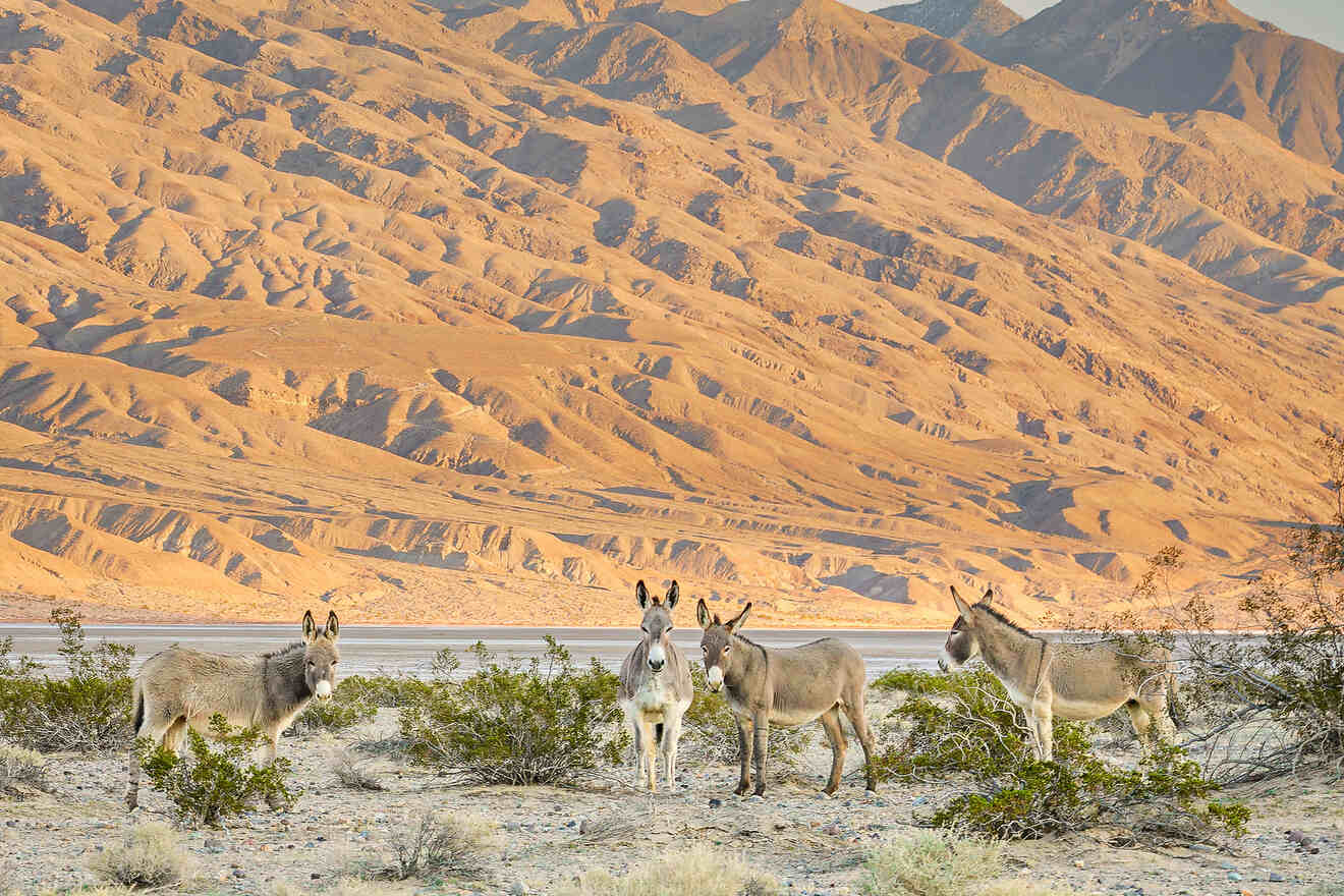 2 Ridgecrest Death Valley for families